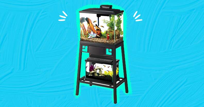 Fish Tank Stand The 5 Best Options To Display Your Vibrant