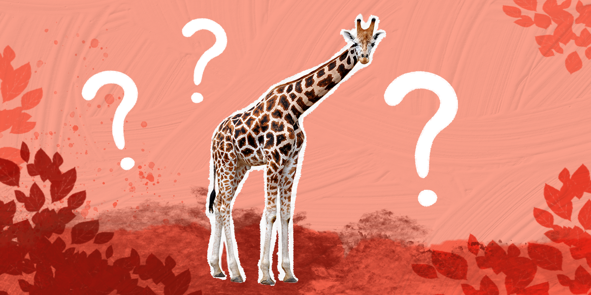 11 Giraffe Facts That Will Surprise You DodoWell The Dodo