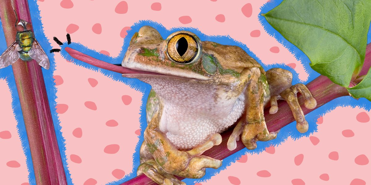 What Do Frogs Eat? And How Often Should You Feed Yours? - DodoWell - The  Dodo