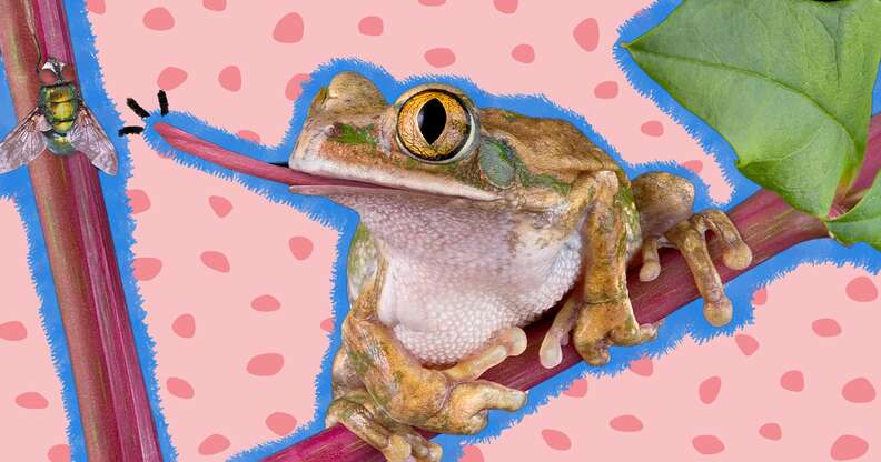 What Do Frogs Eat? And How Often Should You Feed Yours? - DodoWell - The  Dodo