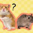 do gerbils or hamsters make better pets