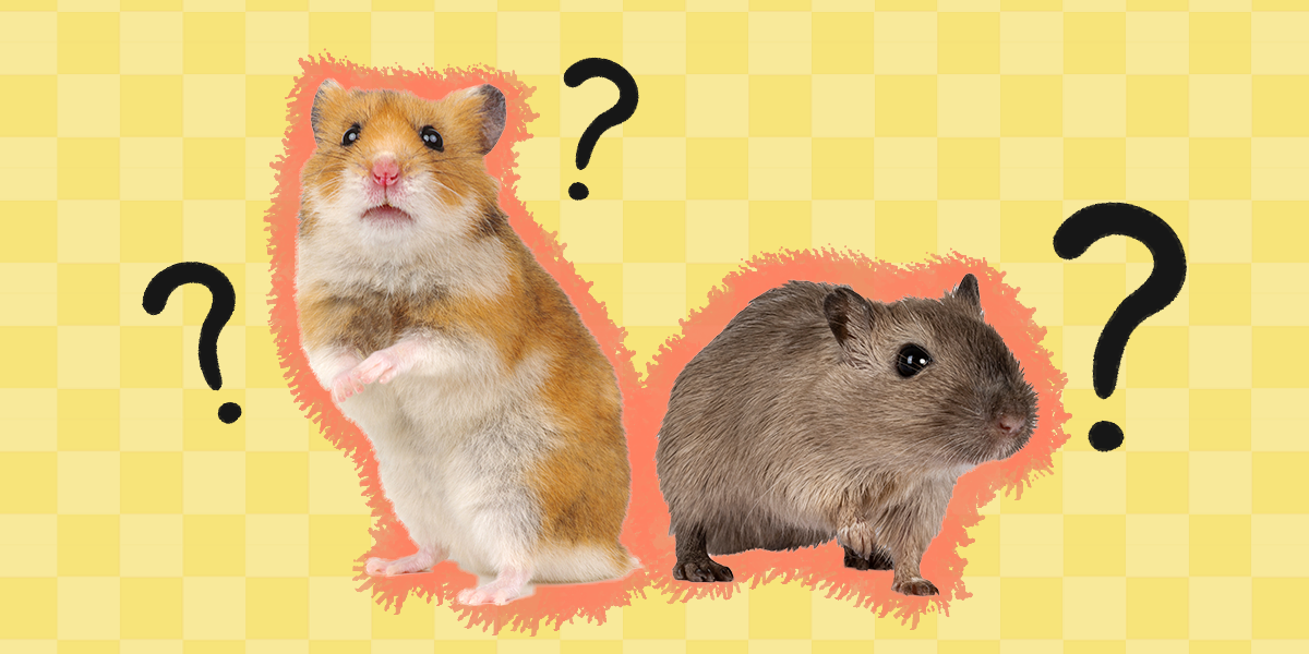 Gerbil Vs Hamster The Differences Between These Tiny Pets Dodowell