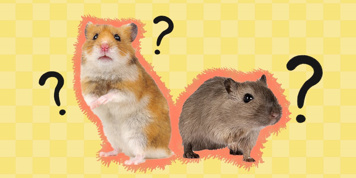 How Long do Hamsters Live?, Lots of good info here.
