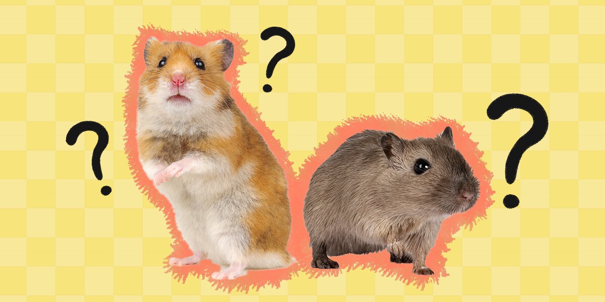 The Life Expectancy of Hamsters -cute animal names