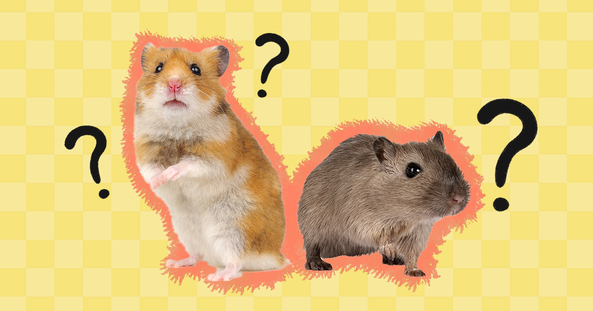 Are hamsters or cheap gerbils better pets