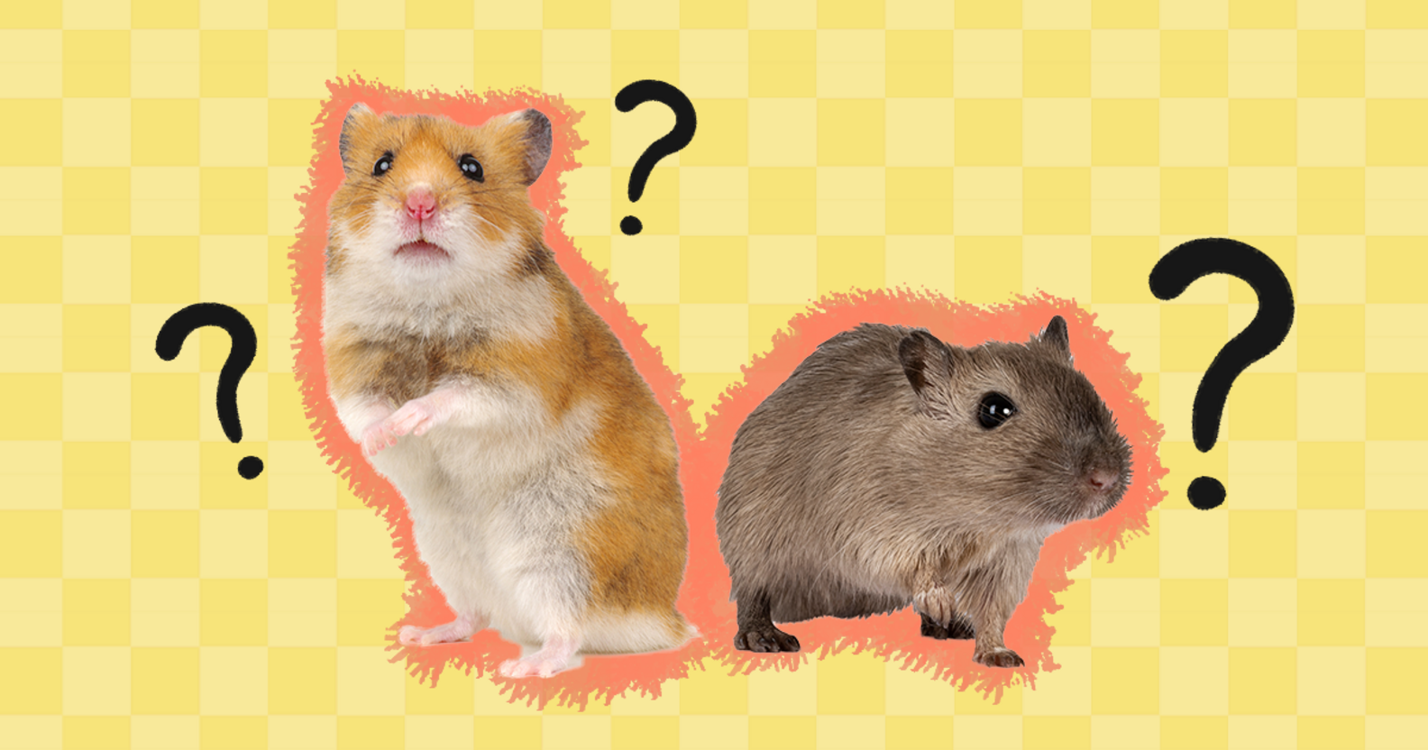 Gerbil Vs. Hamster The Differences Between These Tiny Pets DodoWell