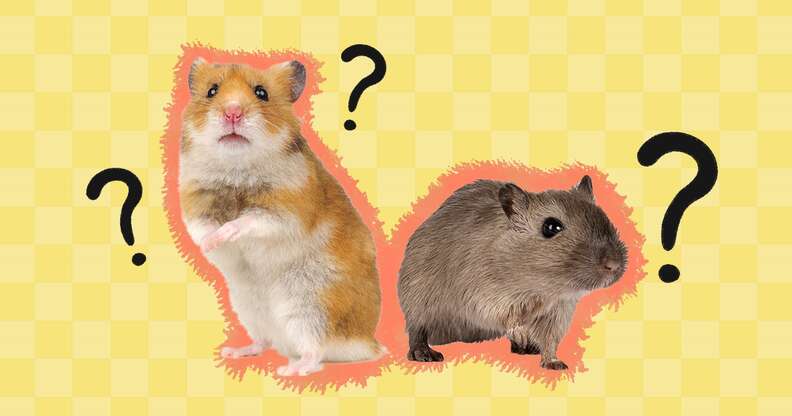 The Life Expectancy of Hamsters -cute animal names