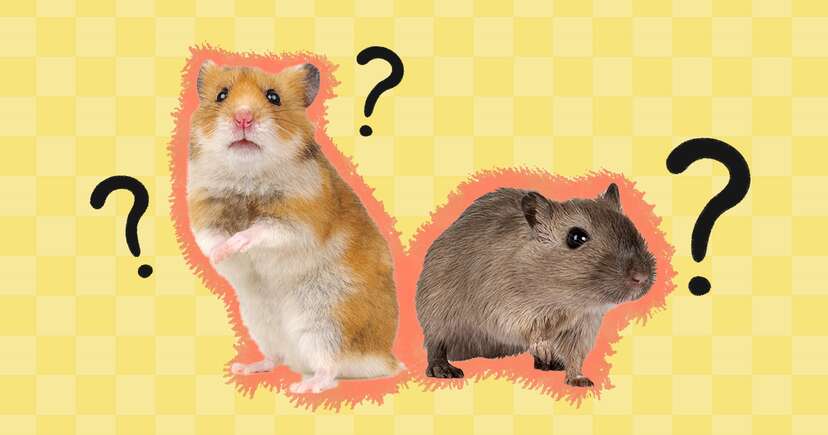 Gerbil vs hamster vs online guinea pig