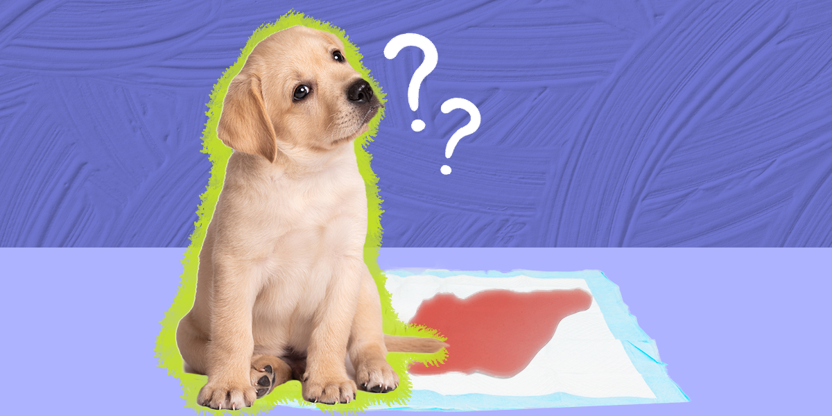 Dog Peeing Blood? Here’s What It Means, From A Vet Expert DodoWell