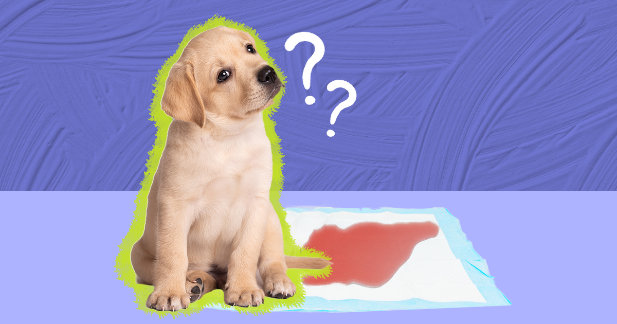 What to do when best sale your female dog is bleeding