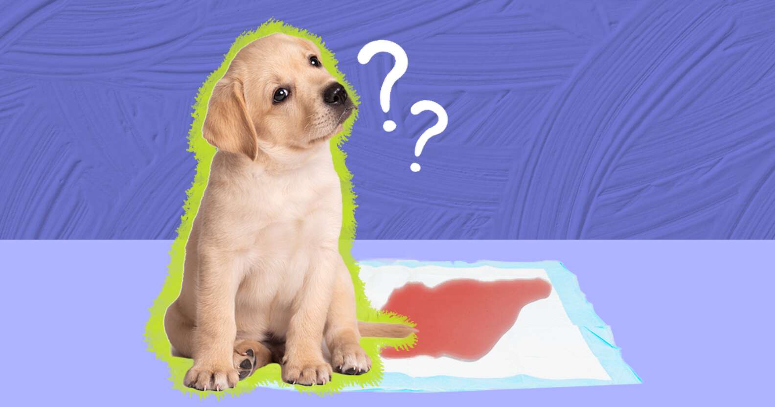 Dog Peeing Blood? Here’s What It Means, From A Vet Expert DodoWell The Dodo