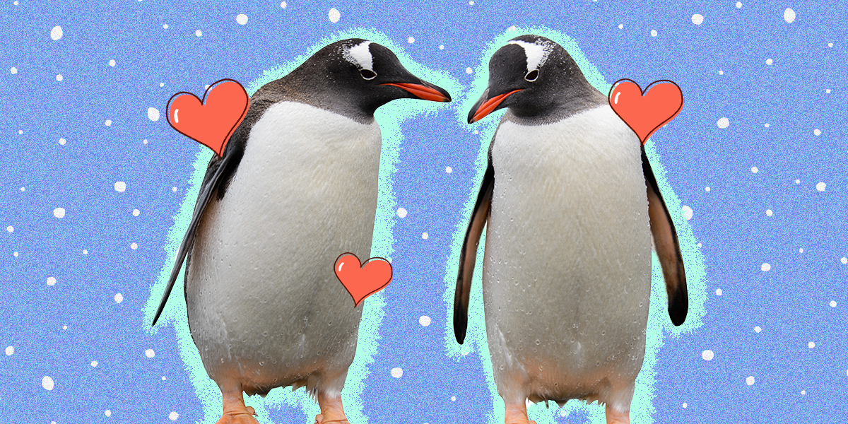 Penguin Facts: 18 Things You Need To Know About This Amazing Animal -  DodoWell - The Dodo