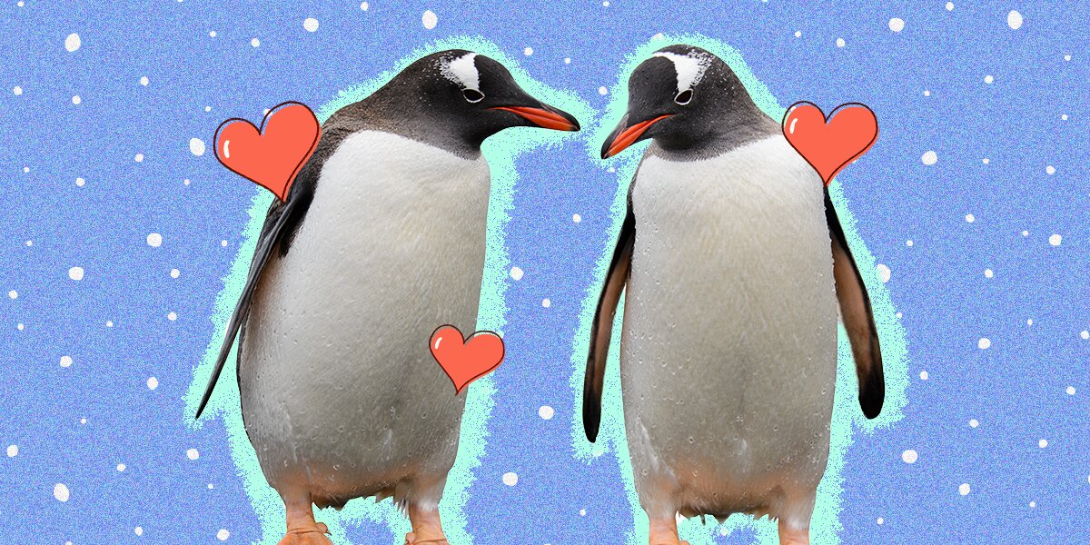 New Extinct Species of 'Ridiculously Cute,' Tiny Penguins