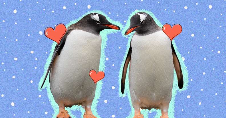 10 Fun Facts About Penguins