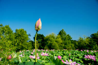 Kenilworth Aquatic Gardens