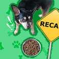 dog food recall