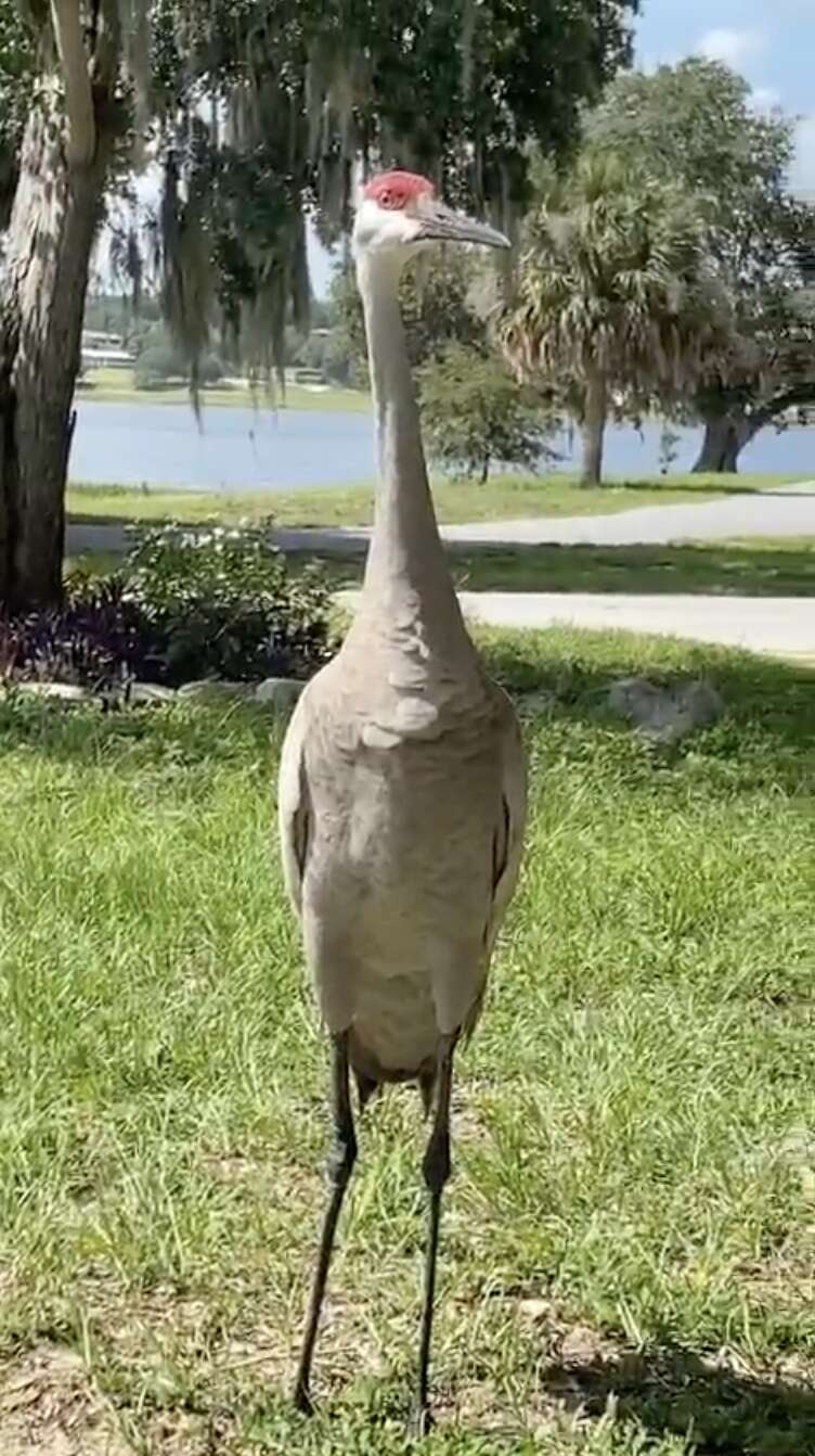 crane