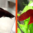 Betta Fish Goes From Jar To Tank And Completely Changes Color