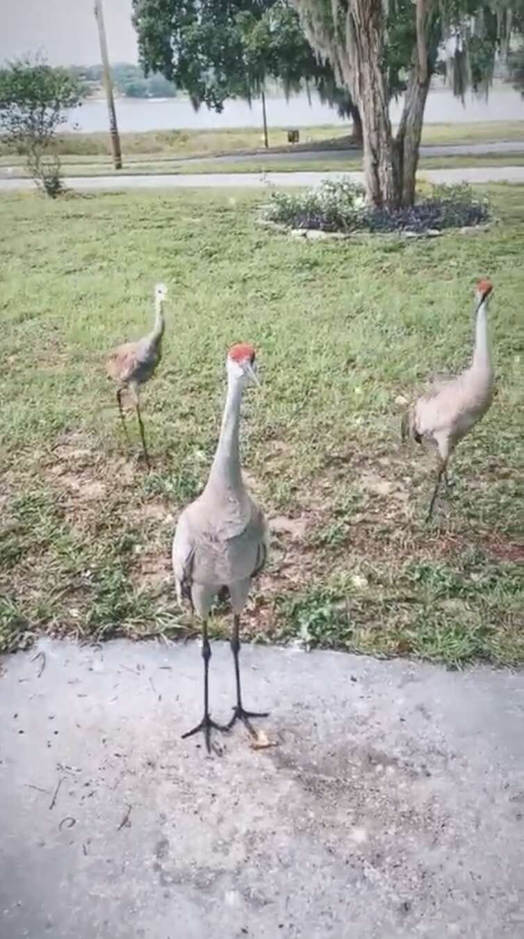 crane family