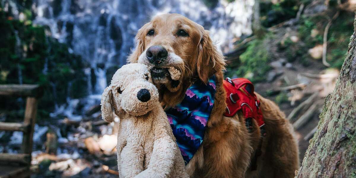 Dog Brings His Lookalike Toy On Hikes Videos The Dodo