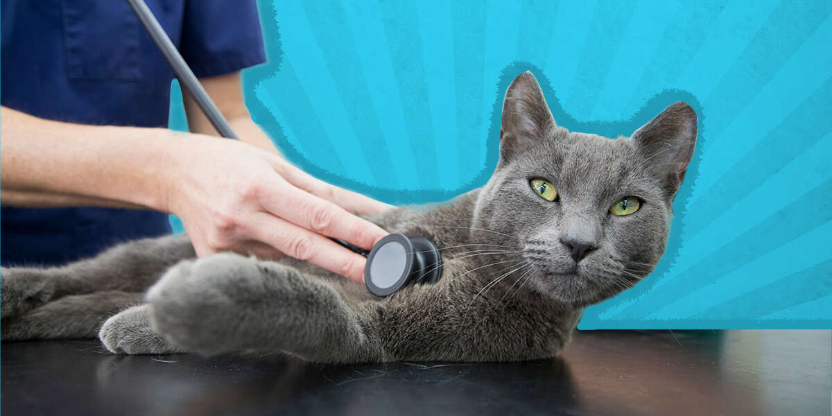 Emergency Cat Care 3 Totally Preventable Causes, According To An ER