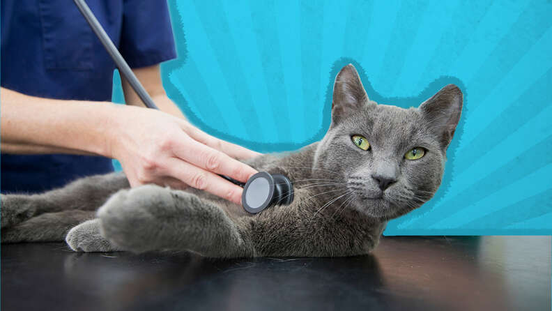 Emergency cat hotsell