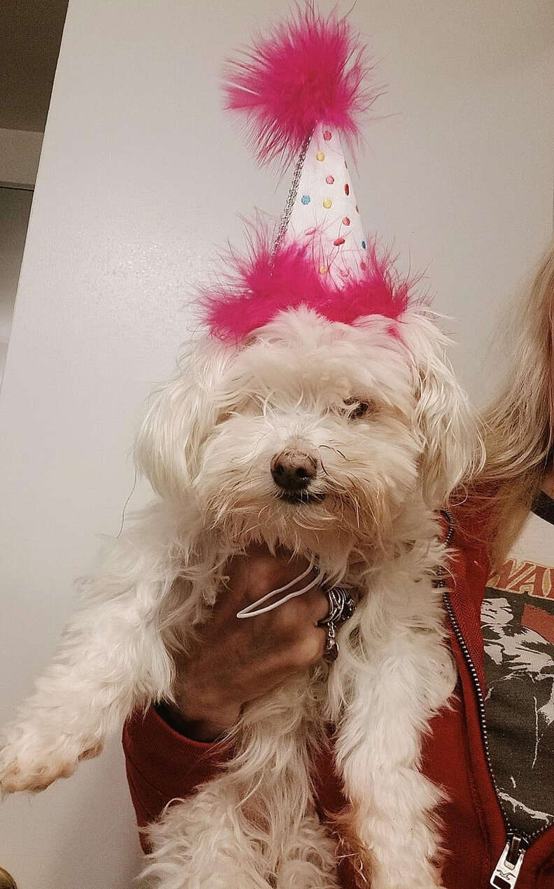 Senior dog celebrates a birthday.