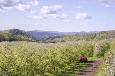 a tractor moving along an orchard with mountains in the distance