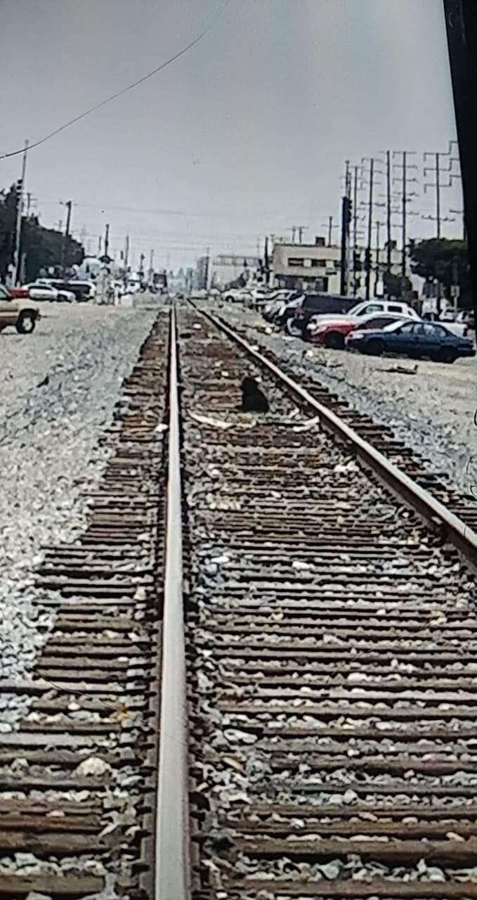 Dog waits on train tracks for owner to return