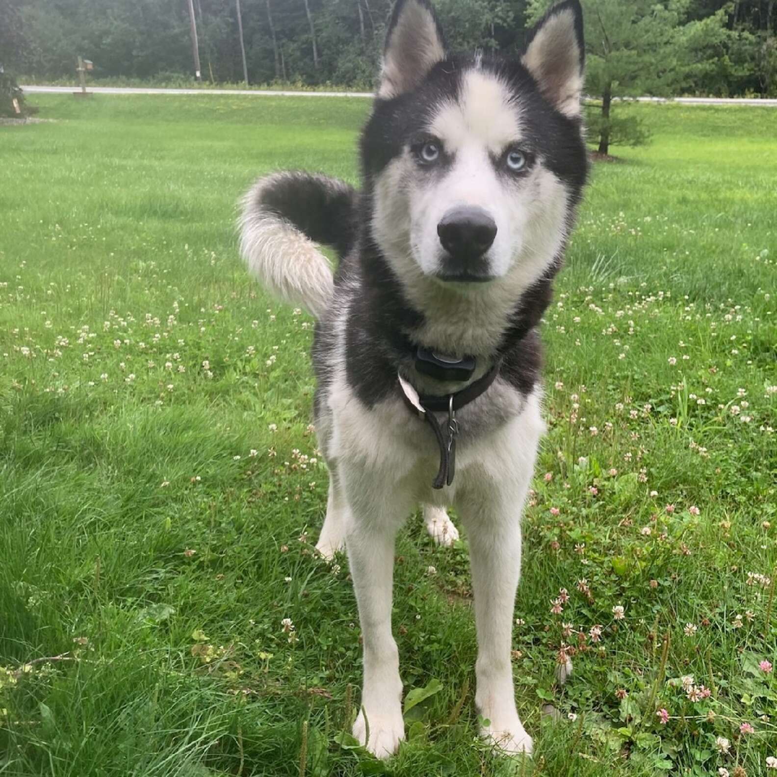 Vet Staff Creates 'Fake Vet' To Watch Over Anxious Husky - The Dodo