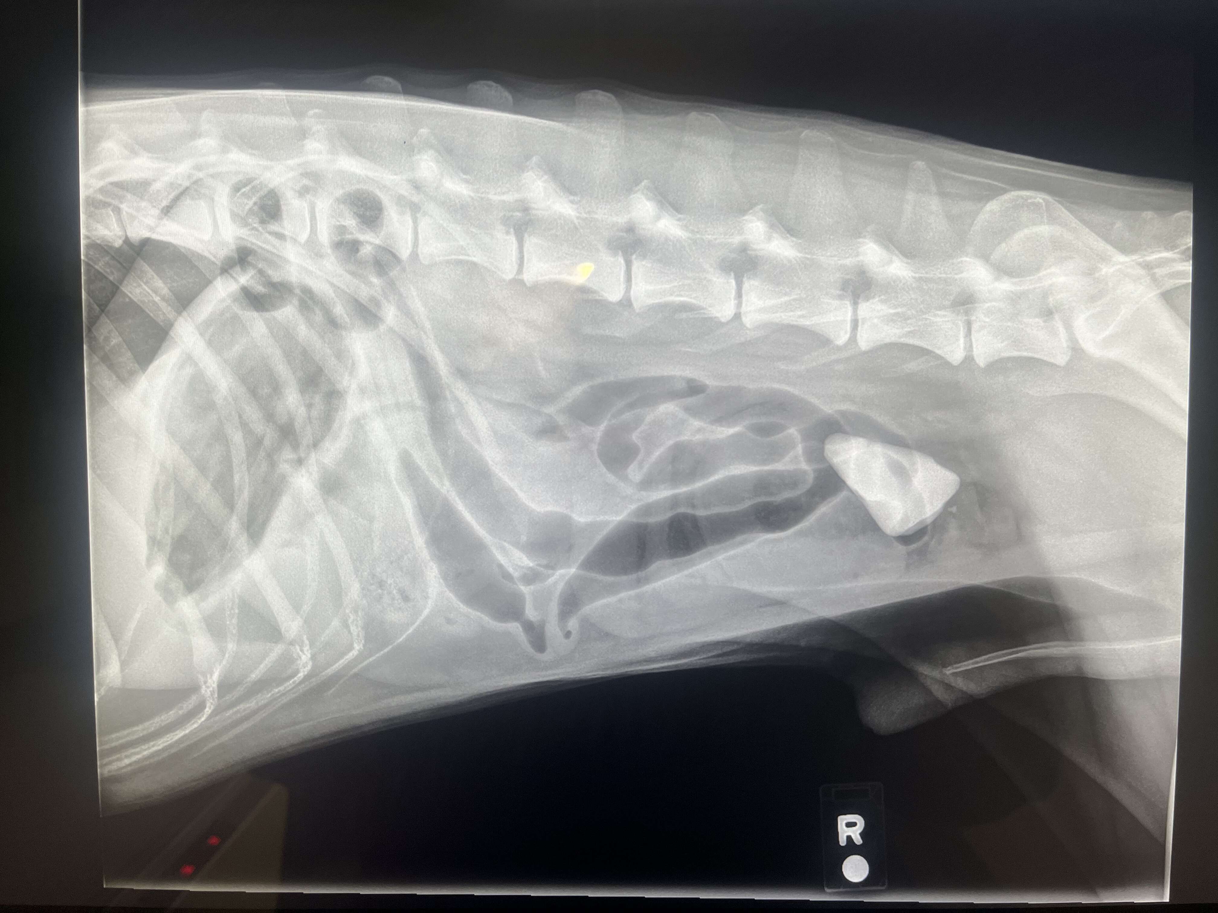 x-ray of husky