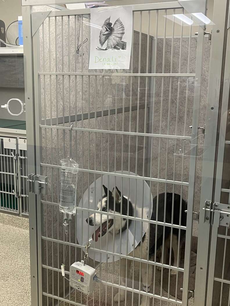 husky at the vet