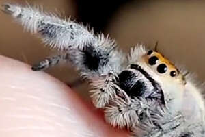 fuzzy spider on someones hand