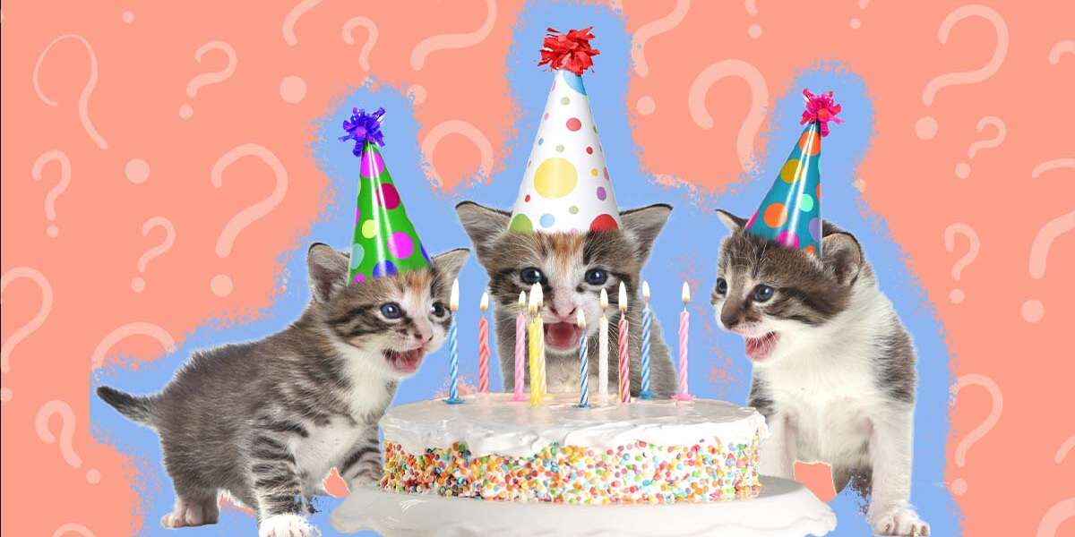 How To Tell How Old A Kitten Is (With Pictures!) - DodoWell - The Dodo