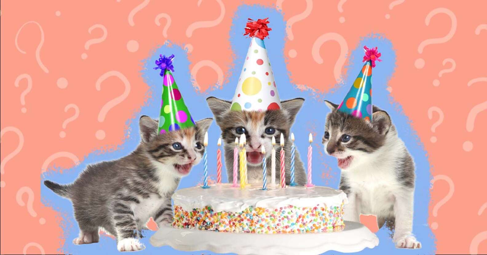 How To Tell How Old A Kitten Is (With Pictures!) - DodoWell - The Dodo