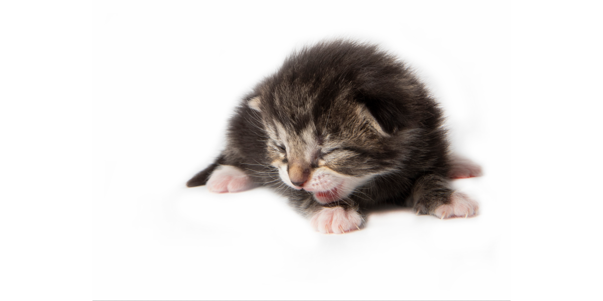 How To Tell How Old A Kitten Is (With Pictures!) - DodoWell - The Dodo