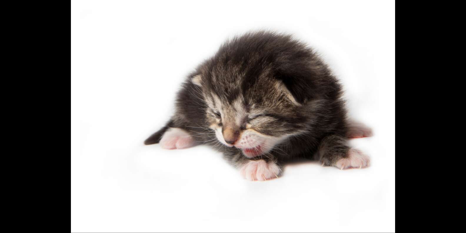 How To Tell How Old A Kitten Is (With Pictures!) - DodoWell - The Dodo