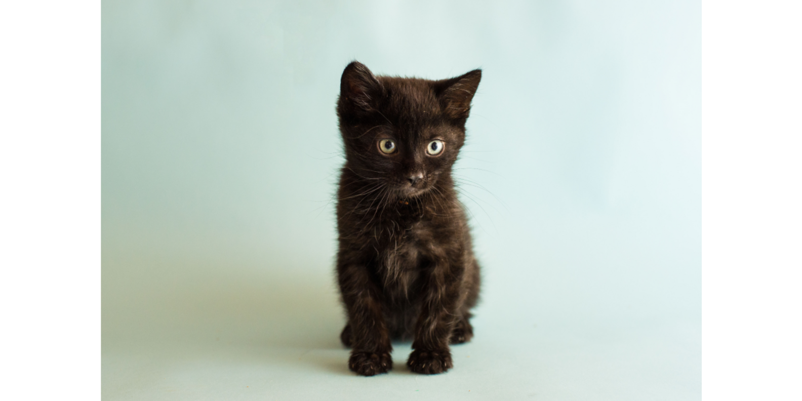 How To Tell How Old A Kitten Is (With Pictures!) - DodoWell - The Dodo
