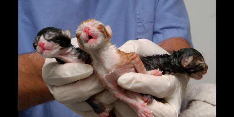 Do newborn sale kittens have teeth