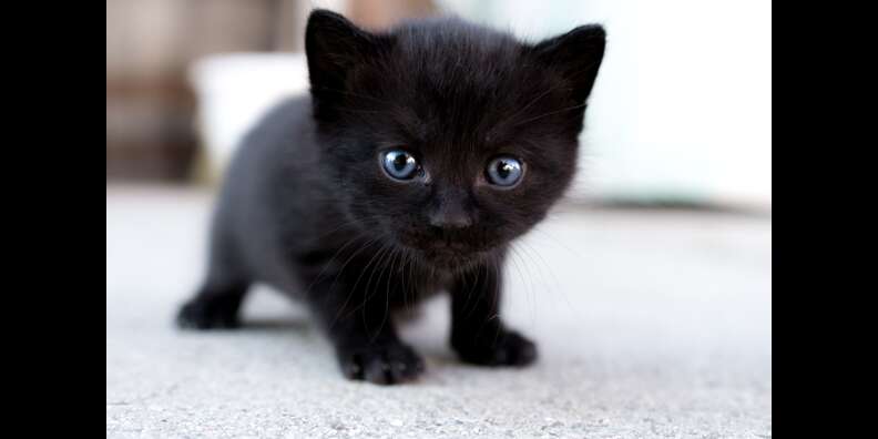 3 week store old black kitten