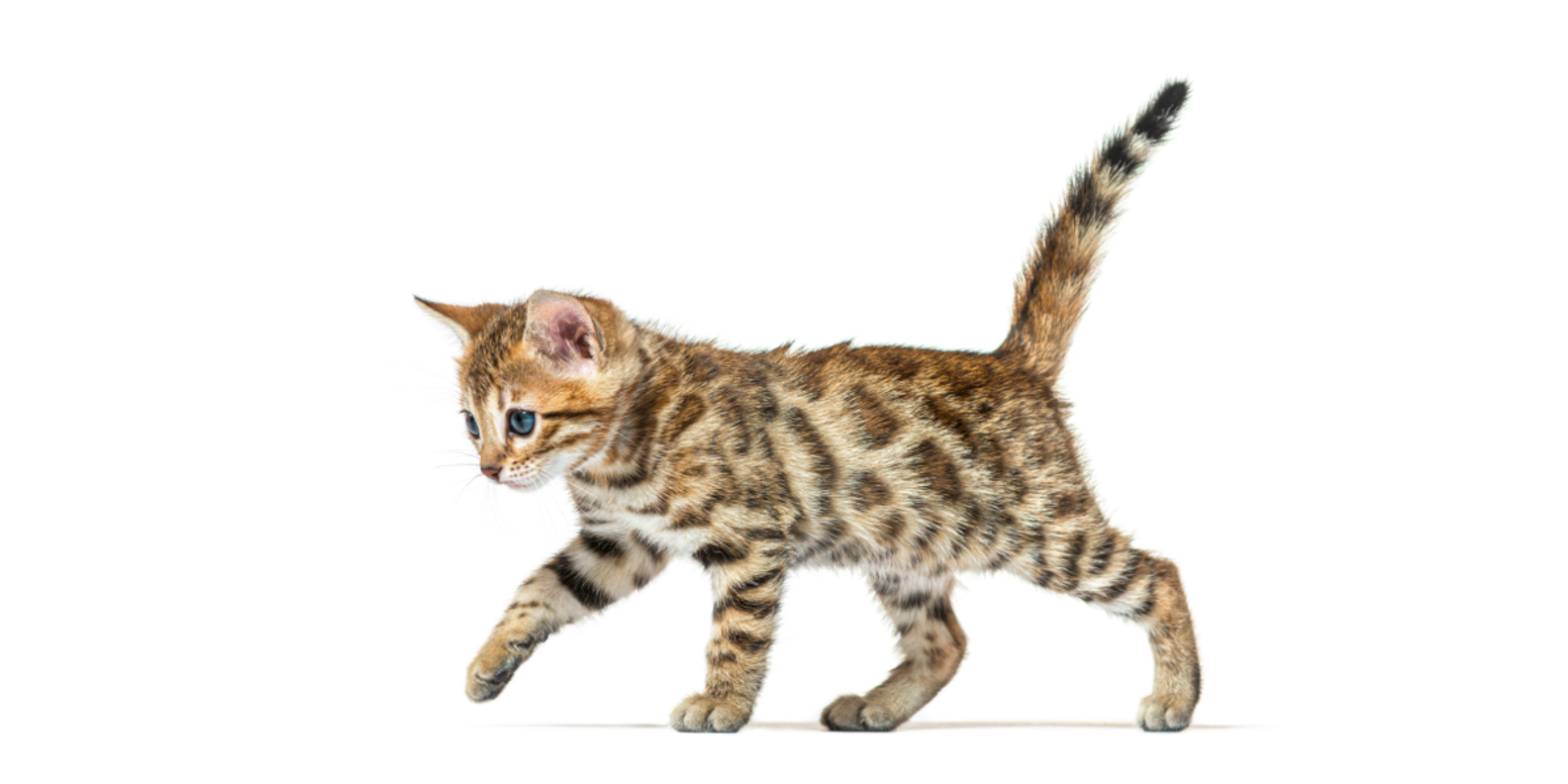 How To Tell How Old A Kitten Is (With Pictures!) - DodoWell - The Dodo