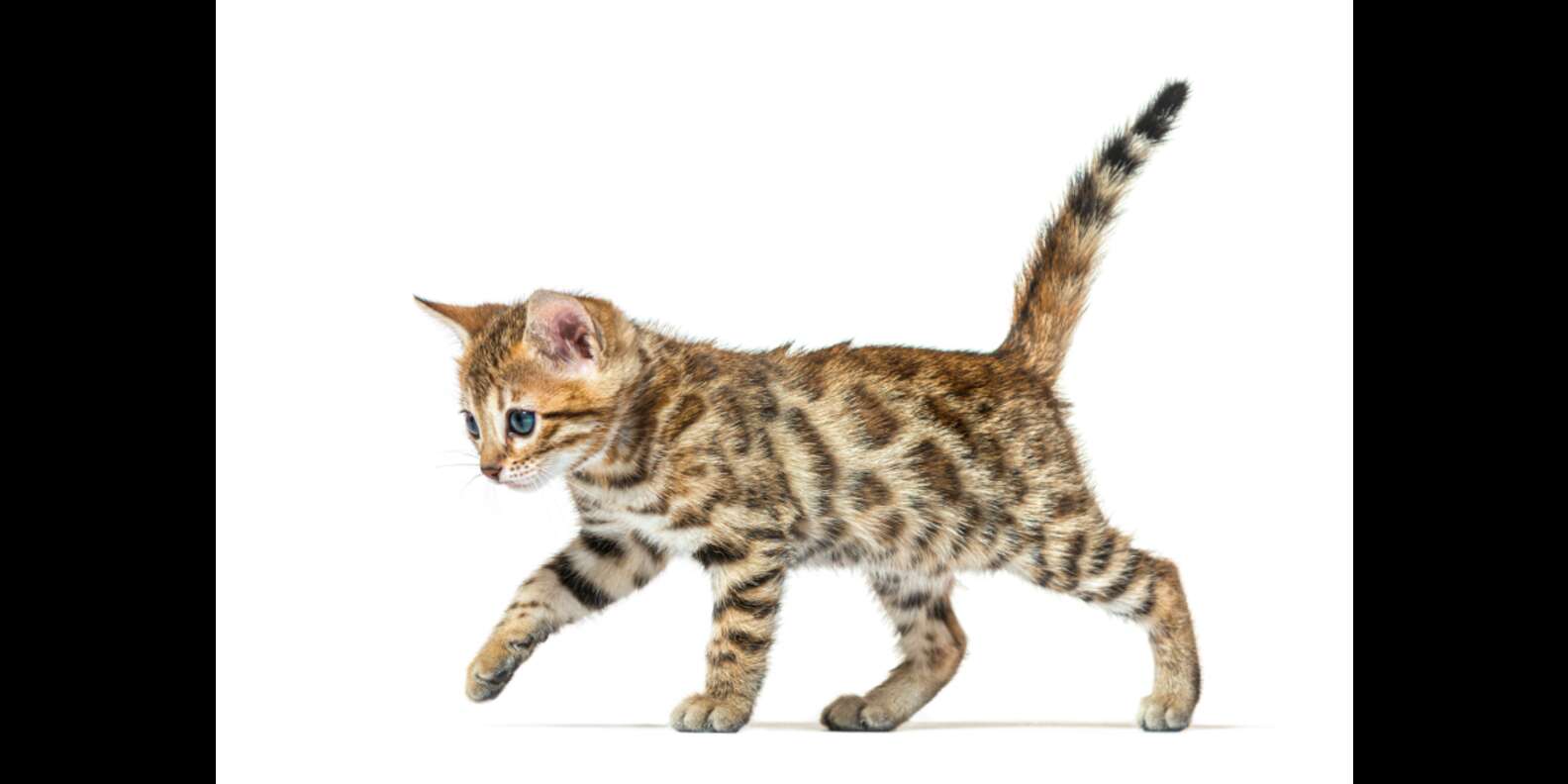 How To Tell How Old A Kitten Is (With Pictures!) - DodoWell - The Dodo