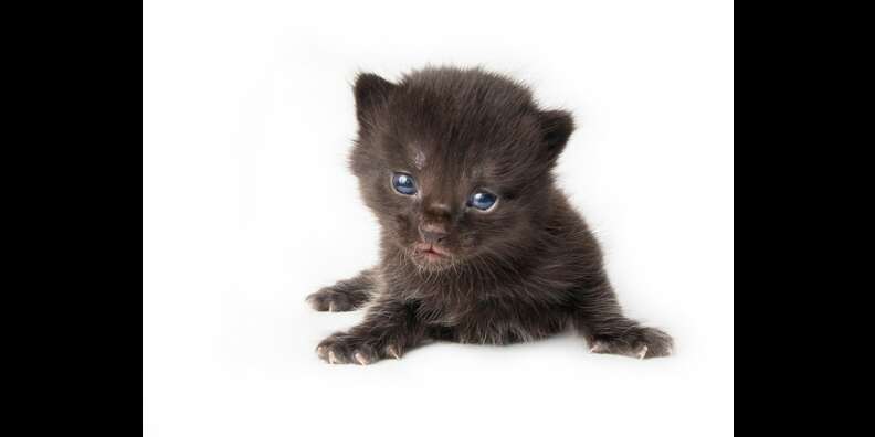 How To Tell How Old A Kitten Is (With Pictures!) - DodoWell - The Dodo