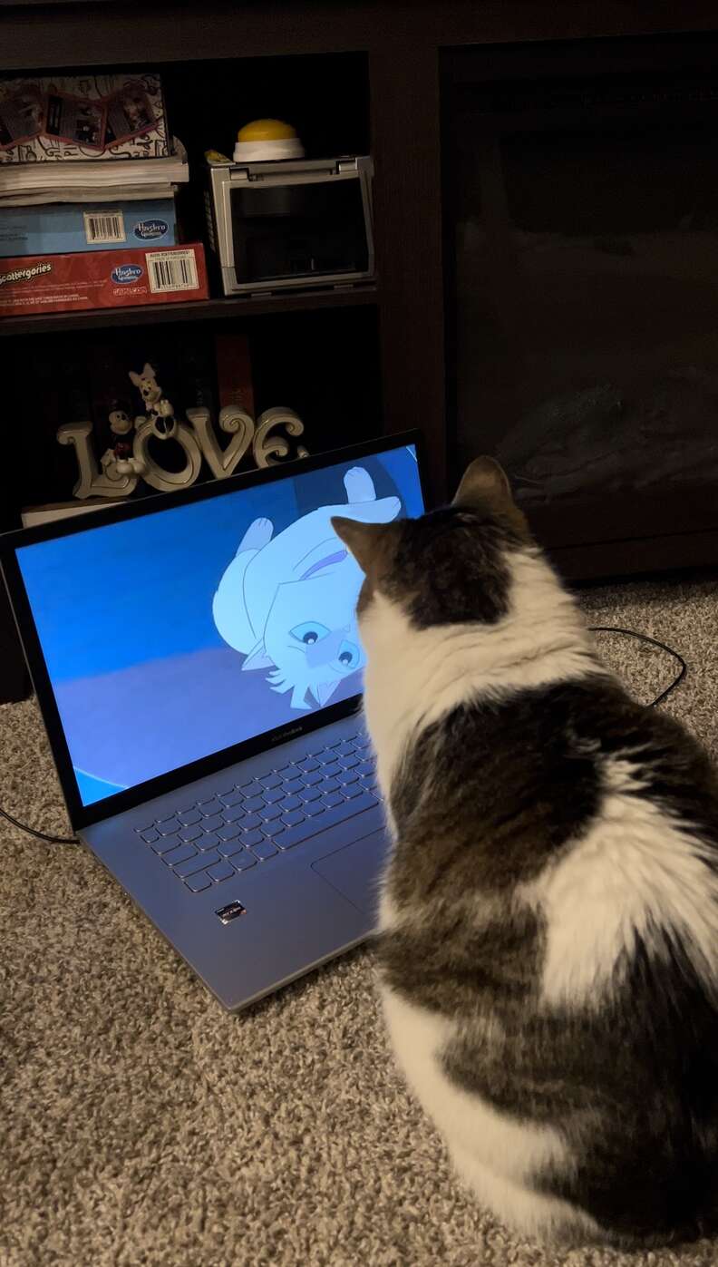 cat watches TV
