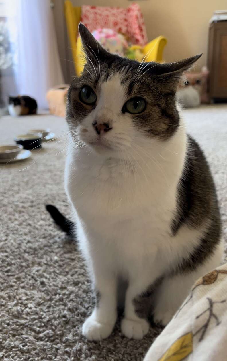 Cat Adjusts Screen Multiple Times to View Cartoon Playing on it 