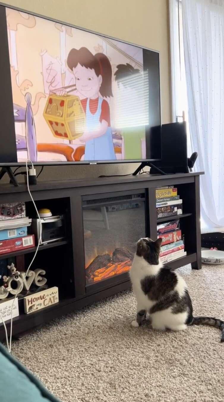 cat watches TV