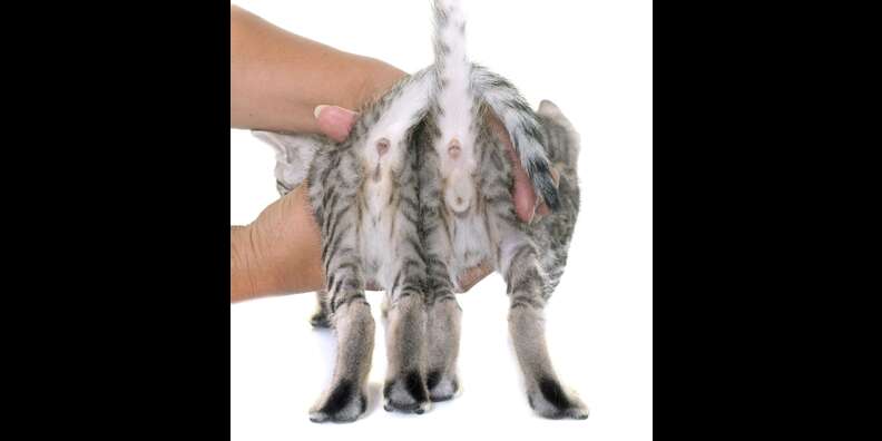 Male vs hotsell female kitten