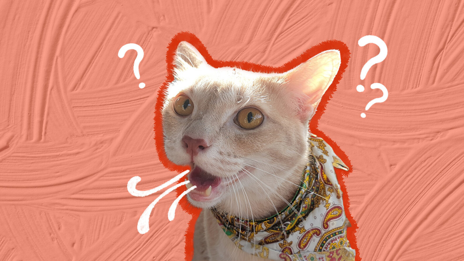 Cat Panting? Here’s What It Means, According To The Experts DodoWell