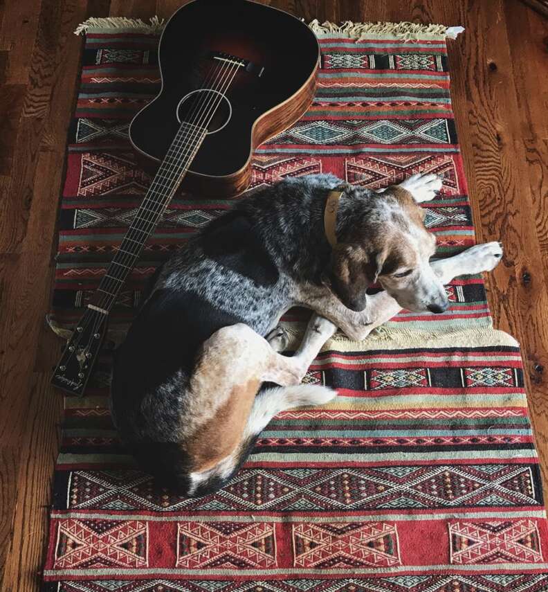 Dog lays next to a guitar.