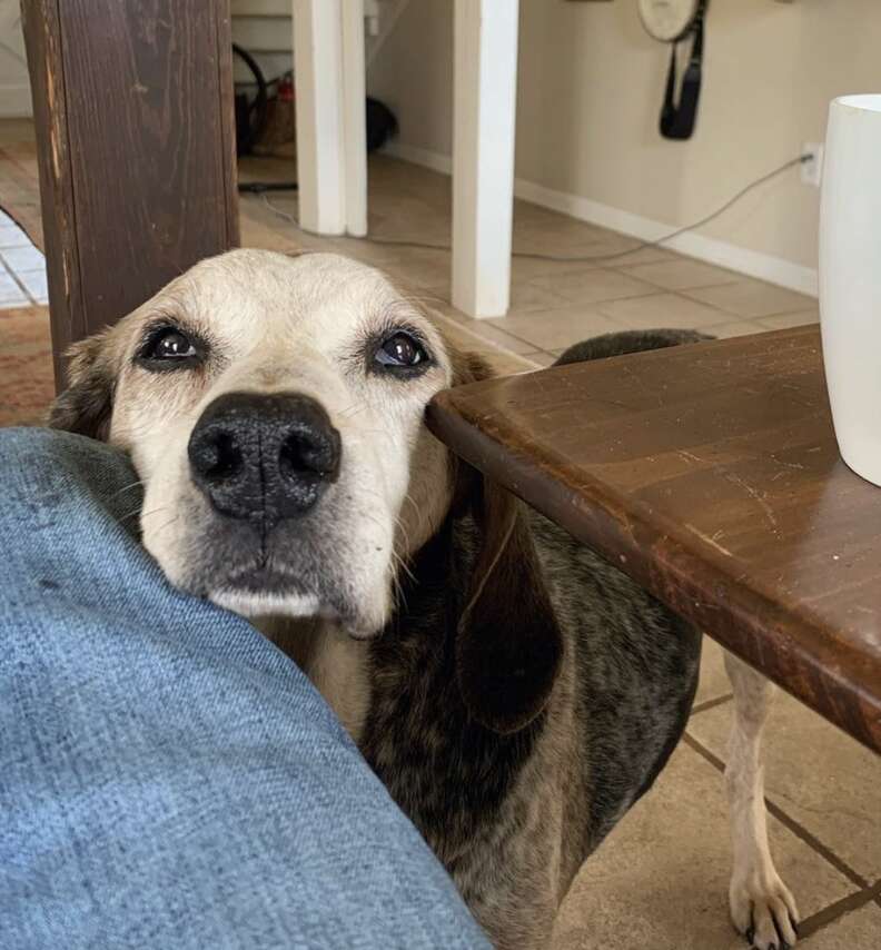 Hound dog rests his face on human's lap.